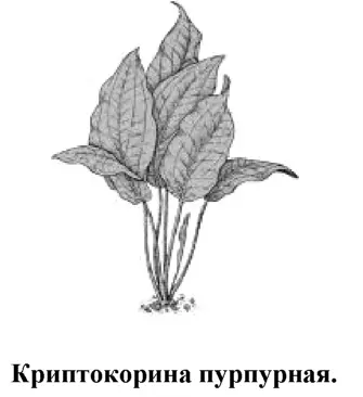Растение также известно под названием Криптокорина Гриффита Cryptocoryne - фото 77
