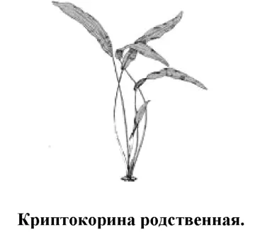 Одна из самых распространенных у аквариумистов криптокорин Пользуется большой - фото 78