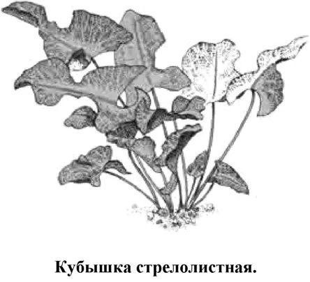 Очень красивое растение редко встречающееся у аквариумистов Образует длинное - фото 79