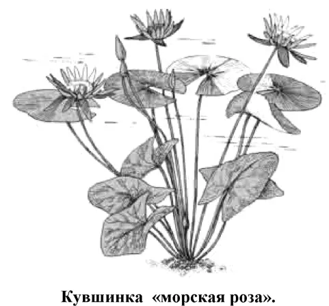 Выращивается в маленьких искусственных водоемах Цветы очень красивые - фото 80