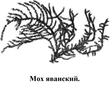 Представляет собой переплетение тонких нитей темнозеленого цвета плотно - фото 93