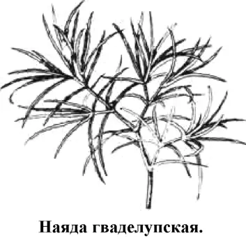 Одно из самых стойких и неприхотливых растений Образует густые ажурные заросли - фото 94