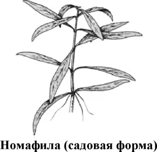 Искусственно выведенная садовая форма лимонника Nomaphila spec Она - фото 96