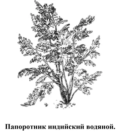 Одно из самых популярных у аквариумистов растений Обладает красивыми - фото 98