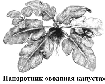 Кроме этого папоротника у аквариумистов встречается другое похожее на него - фото 99