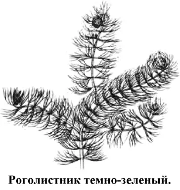 Длинностебельное растение с игольчатыми листьями темнозеленого цвета и - фото 106