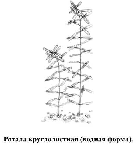 Длинностебельное растение способное расти и в аквариуме и в условиях влажной - фото 108