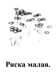 Плавающее по поверхности воды растение состоит из отдельных овальных - фото 111
