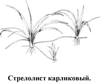 Нежное очень низкорослое растение образует густые заросли Высота кустов в - фото 116