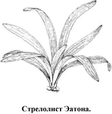 Один из самых красивых стрелолистов образующий розетку светлозеленых листьев - фото 117