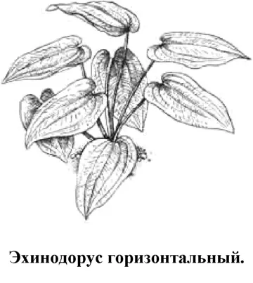 Очень популярное растениеамфибия широко распространенное у аквариумистов - фото 127