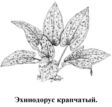 В нашей стране это растение появилось только в начале 80х годов Это один из - фото 128