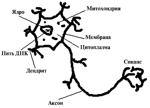 Соединение между аксоном и дендритами другого нейрона называется синапсом - фото 4
