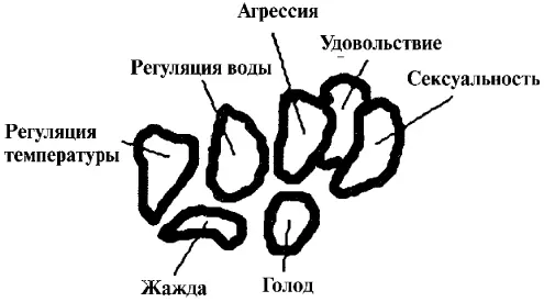 Обратим внимание на близость зон регулирующих агрессию сексуальность и - фото 5