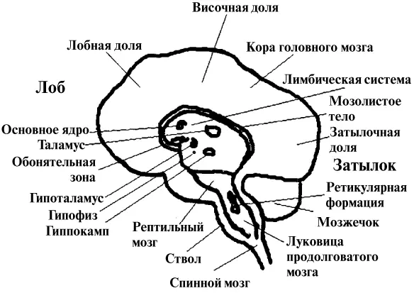 Как раз на этот уровень прежде всего воздействует гештальттерапия она - фото 6