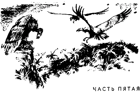 ЧАСТЬ ПЯТАЯ Глава первая В УЩЕЛЬЕ Земля под ногами стала болотистой - фото 57