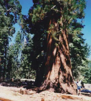 Самые большие деревья на планетесеквойи Долина Смерти самое жаркое и самое - фото 47