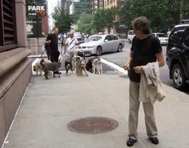 В НьюЙорке есть такая профессия dog walker выгульщик Опытный профессионал - фото 104