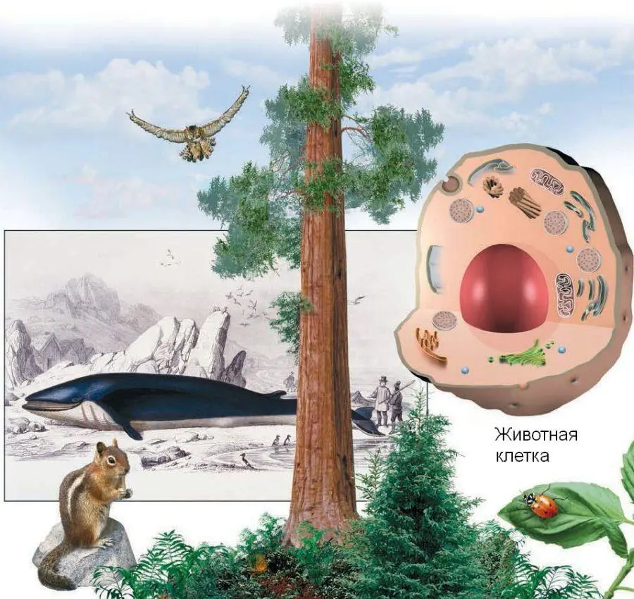 Все живые организмы состоят из клеток Тело растения животного наше с вами - фото 11
