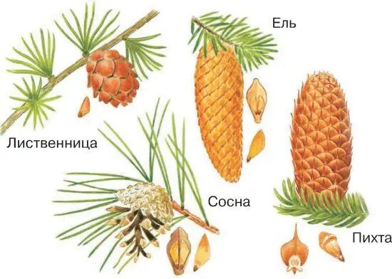 Древесина сосны ели используется как строительный материал Особенно ценится - фото 48