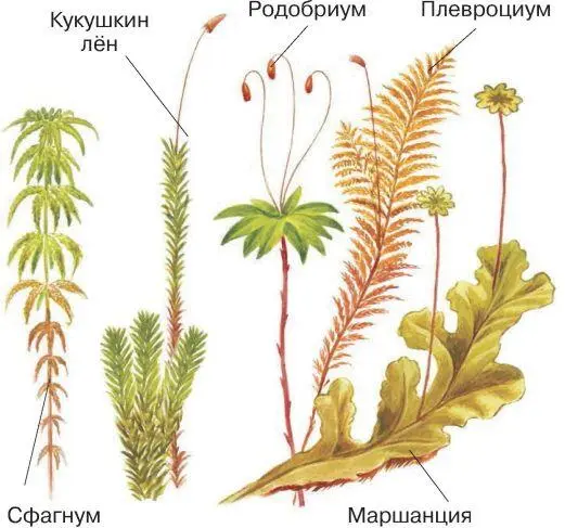 У мхов нет корней и цветков Размножаются они спорами Споры это клетки - фото 55