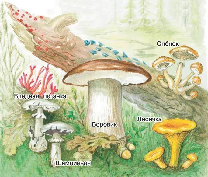Почти все грибы обитают на суше Размножаются спорами которые разносит ветер - фото 63