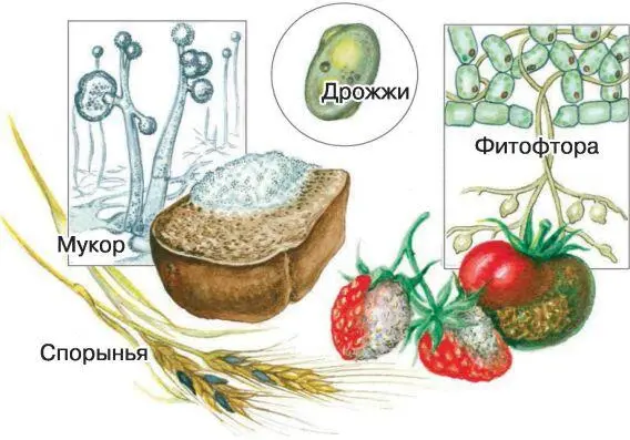 Некоторые виды грибов опасны для живых организмов Они поражают картофель - фото 65