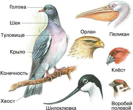 В наших краях размножение у птиц происходит весной или в начале лета Это самый - фото 98