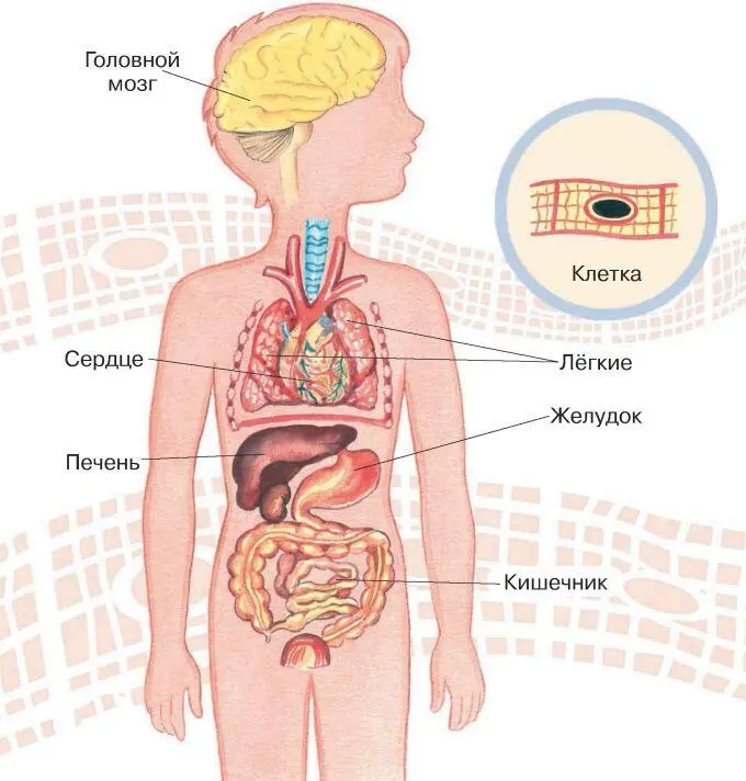 Наше тело как и тело млекопитающих состоит из головы туловища конечностей - фото 13