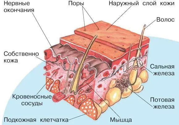 Кожа выделяет жир и пот Жир делает кожу мягкой и эластичной а пот испаряясь - фото 18