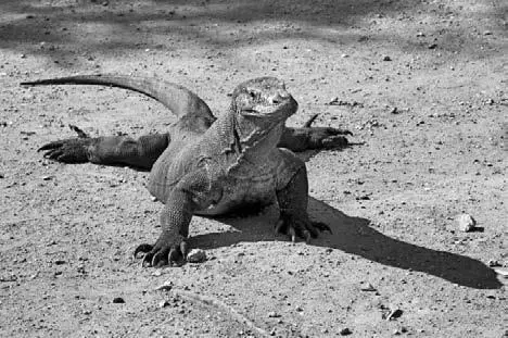 На фотографии комодский варан Такие драконы населяли землю полмиллиона лет - фото 10