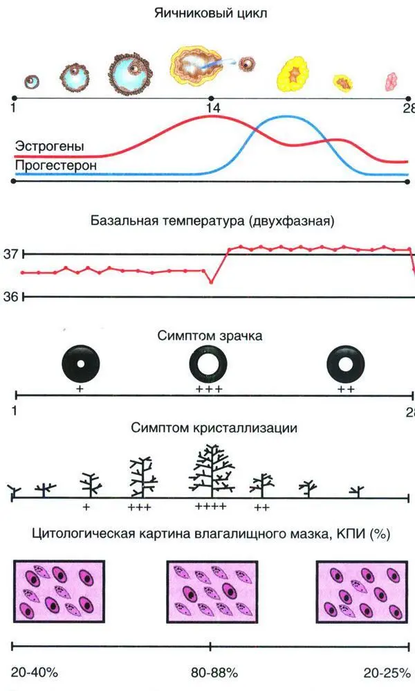 Рис 29 Тесты функциональной диагностики при двухфазном менструальном цикле - фото 11