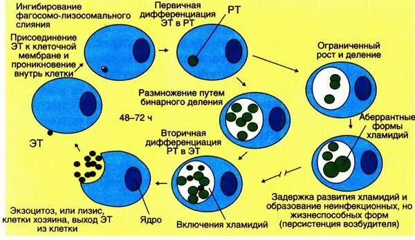 Рис 1221 Жизненный цикл хламидий ЭТ элементарные тельца РТ - фото 23