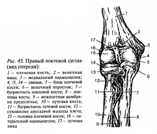 Дистальный лучелоктевой сустав articulatio radioulnaris distalis это - фото 40