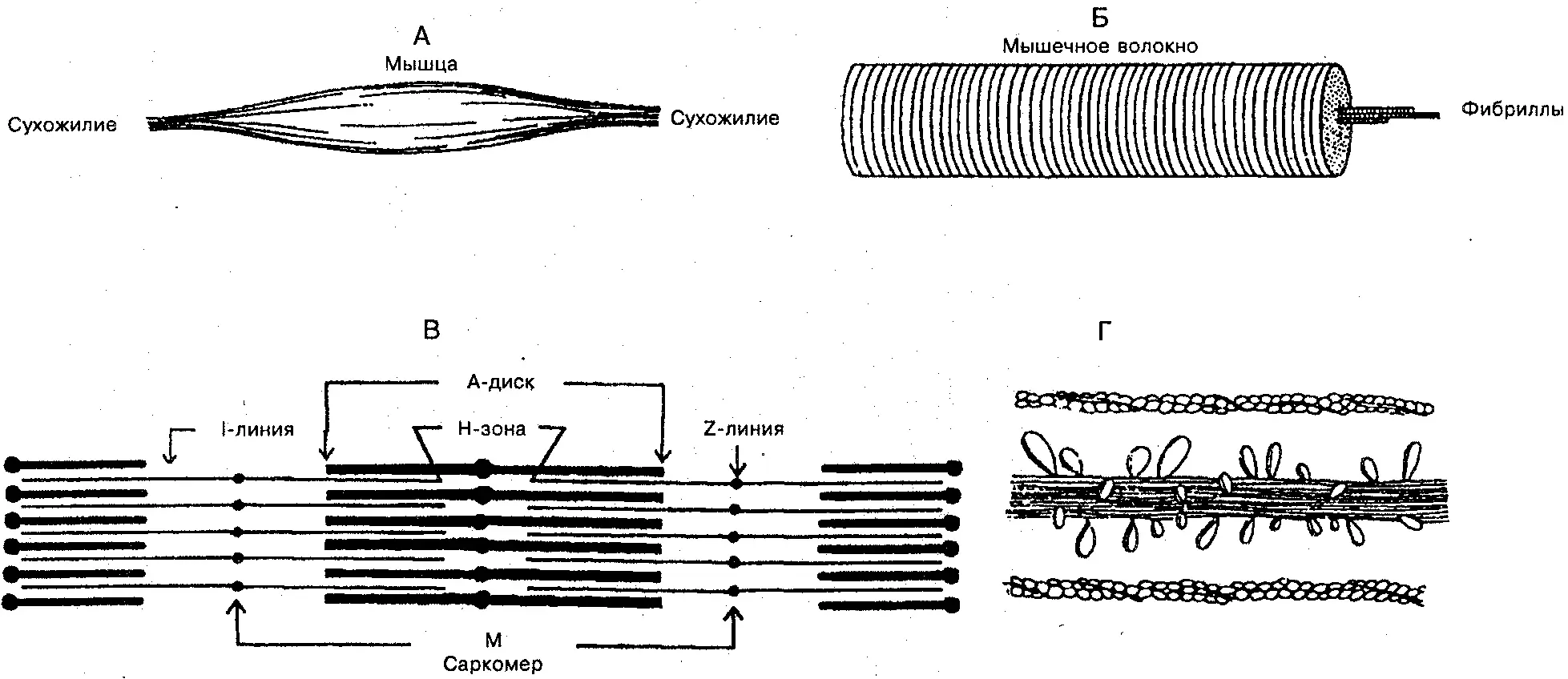 Рис 53 Схема скелетной мышцы А мышечные волокна прикреплены к сухожилиям - фото 48