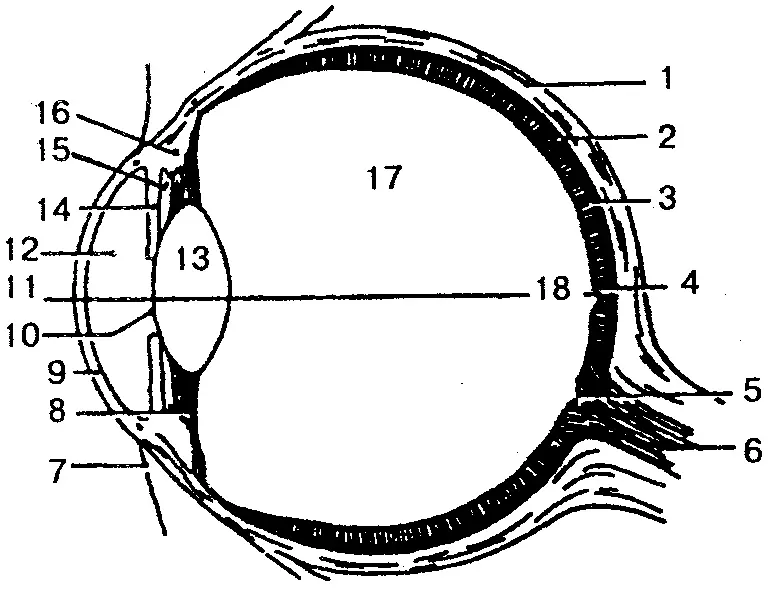 Рис 144 Строение глаза схема 1 склера 2 сосудистая оболочка 3 - фото 140