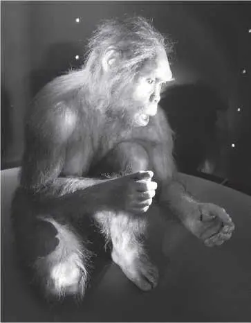 Homo habilis Как и Люси Человек умелый держался прямо и применял руки чтобы - фото 2