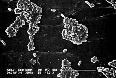 Сканер показывающий рост группы бактерий Escherichia coli Однако он должен - фото 58