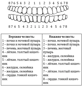 Определите какой зуб у вас болит и какой орган он иннервирует а затем - фото 1