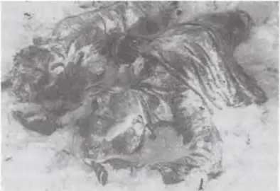 Те же самые тела найденные под кедром сфотографированные под другим углом и - фото 10