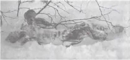 Тело Игоря Дятлова после откапывания из снега При первом же взгляде на - фото 14