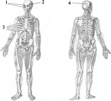 Обобщенная схема телесных повреждений Семена Золотарева Завершая разговор о - фото 68