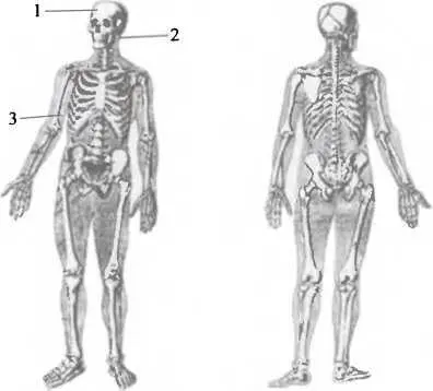 Обобщенная схема телесных повреждений Николая ТибоБриньоля на верхней губе - фото 70