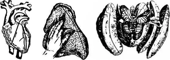 На приведенных схемах показаны правила вскрытия с целью исследования состояния - фото 75