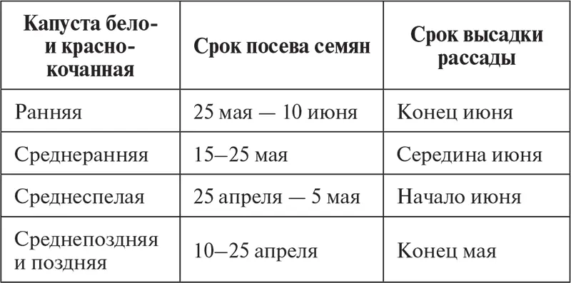 Прежде чем убирать в погреб снимите с вилков кроющие листья оставив не более - фото 12