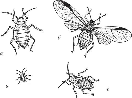 Рис 3 Зеленная яблонная тля а бескрылая самкаосновательница б крылатая - фото 4