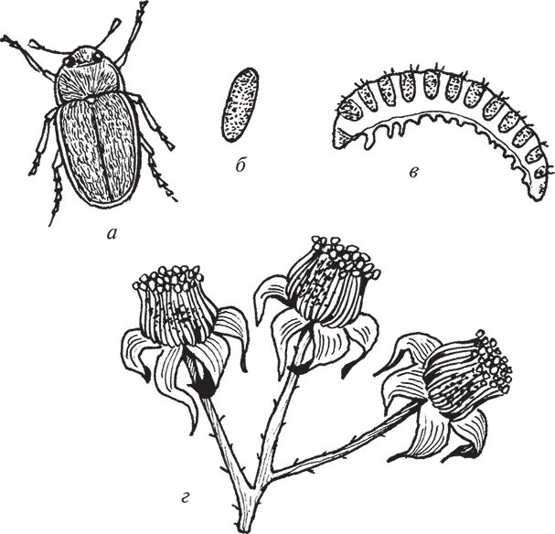 Рис 39 Малинный жук а жук б яйцо в личинка г бутоны поврежденные - фото 41