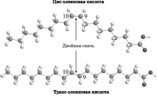 Рис 164 Шаростержневые модели цисолеиновой и трансолеиновой кислот И та и - фото 106