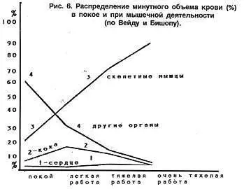 Рис 4 Распределение минутного объема крови покое и при мышечной - фото 5