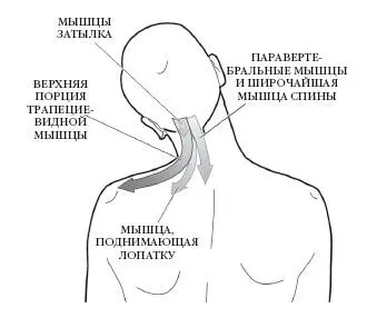 Поворот шейного отдела Кивательная мышца и прямые передние малая и большая - фото 124